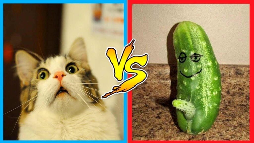 Unveiling the Mystery: Why Are Cats Scared of Cucumbers?