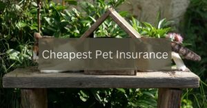 The Ultimate Guide to Finding the Cheapest Pet Insurance